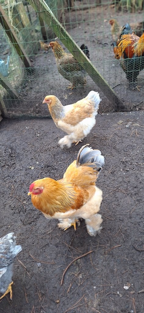 broedeieren brahma groothoenders