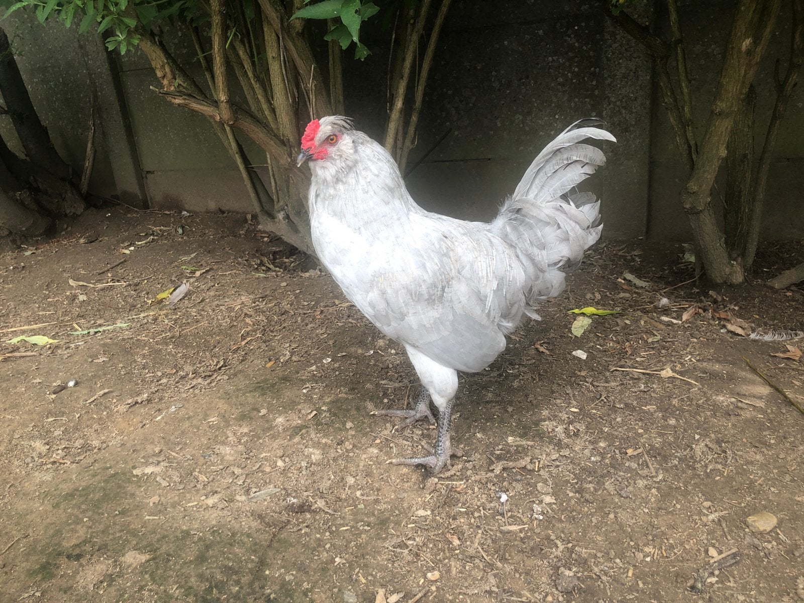 Araucana lavendel haan, Animaux & Accessoires, Volatiles, Mâle, Poule ou poulet
