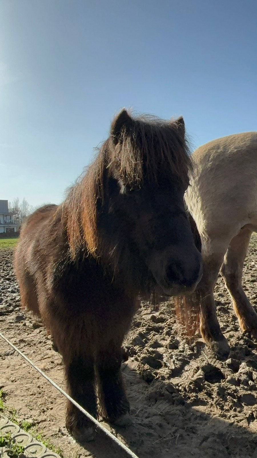 super lieve shetlander te koop, Dieren en Toebehoren, Pony's