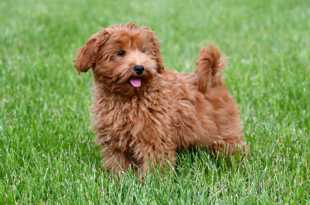 Chiots Maltipoo à vendre