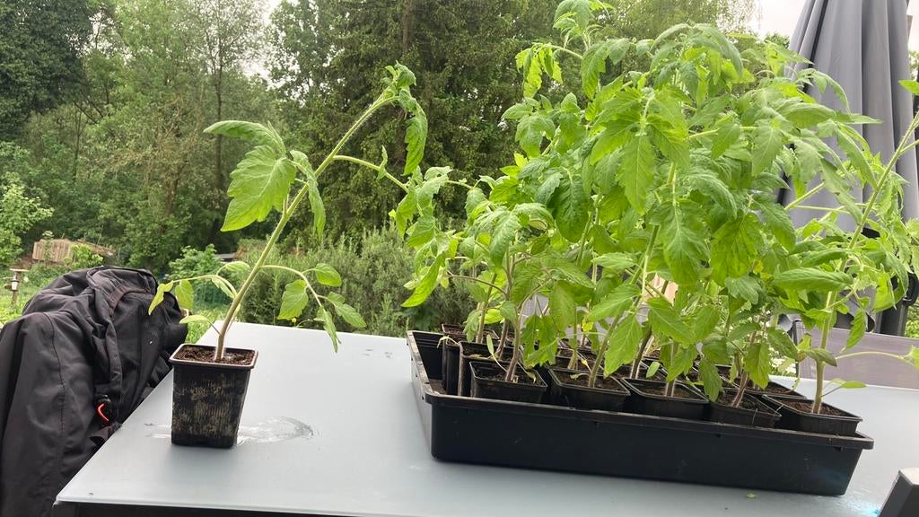 Tomatenplanten, Tuin en Terras, Ophalen, Zo goed als nieuw