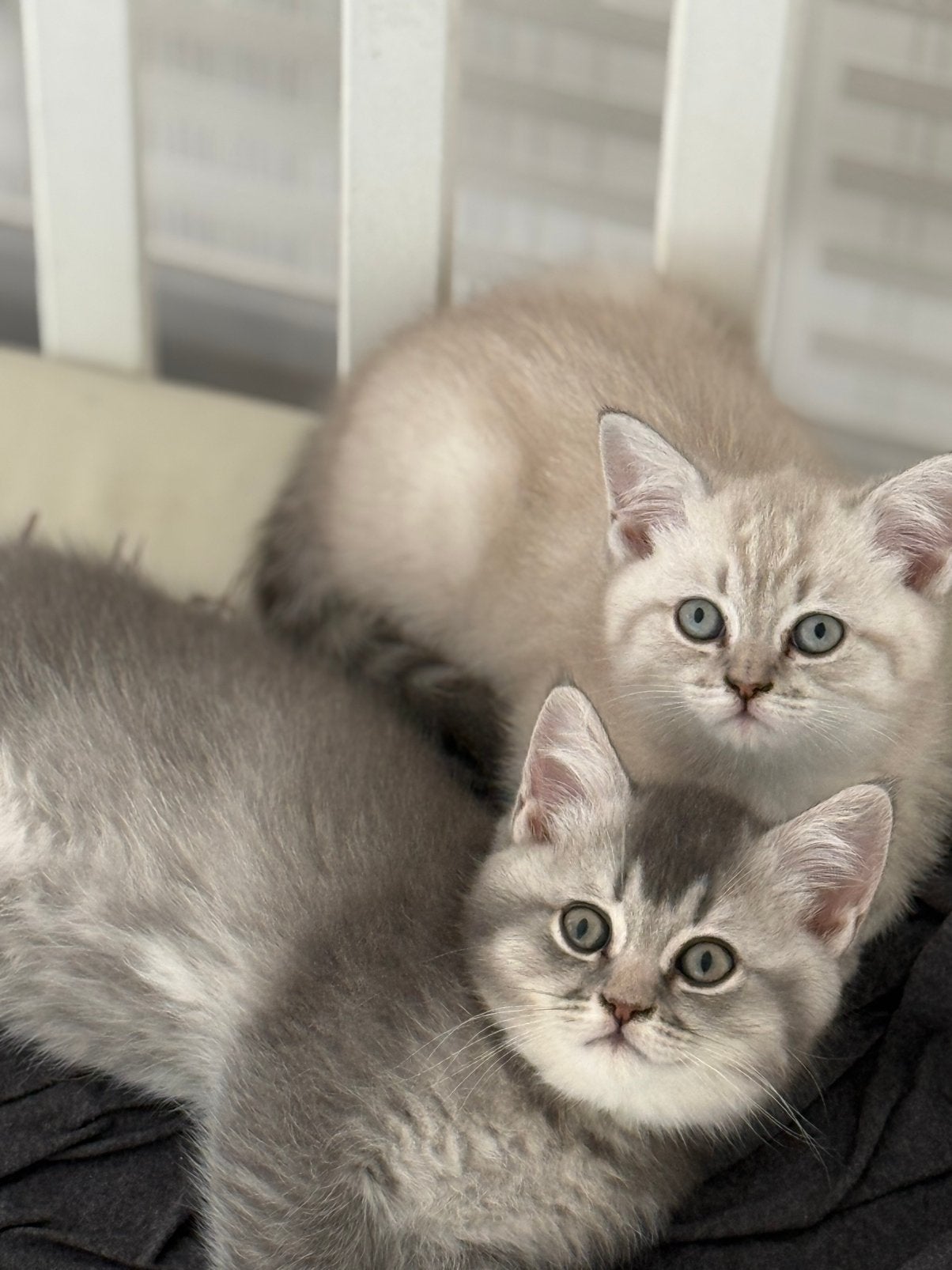 Britse korthaar kittens, Chat, Vermifugé