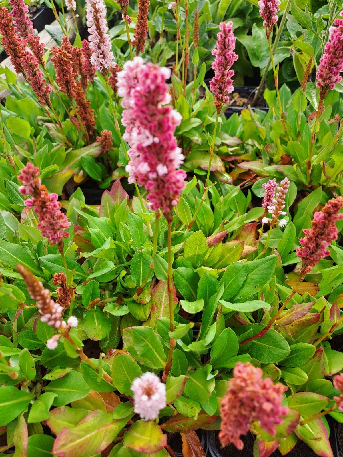 Persicaria Donald Lowndes, Ophalen