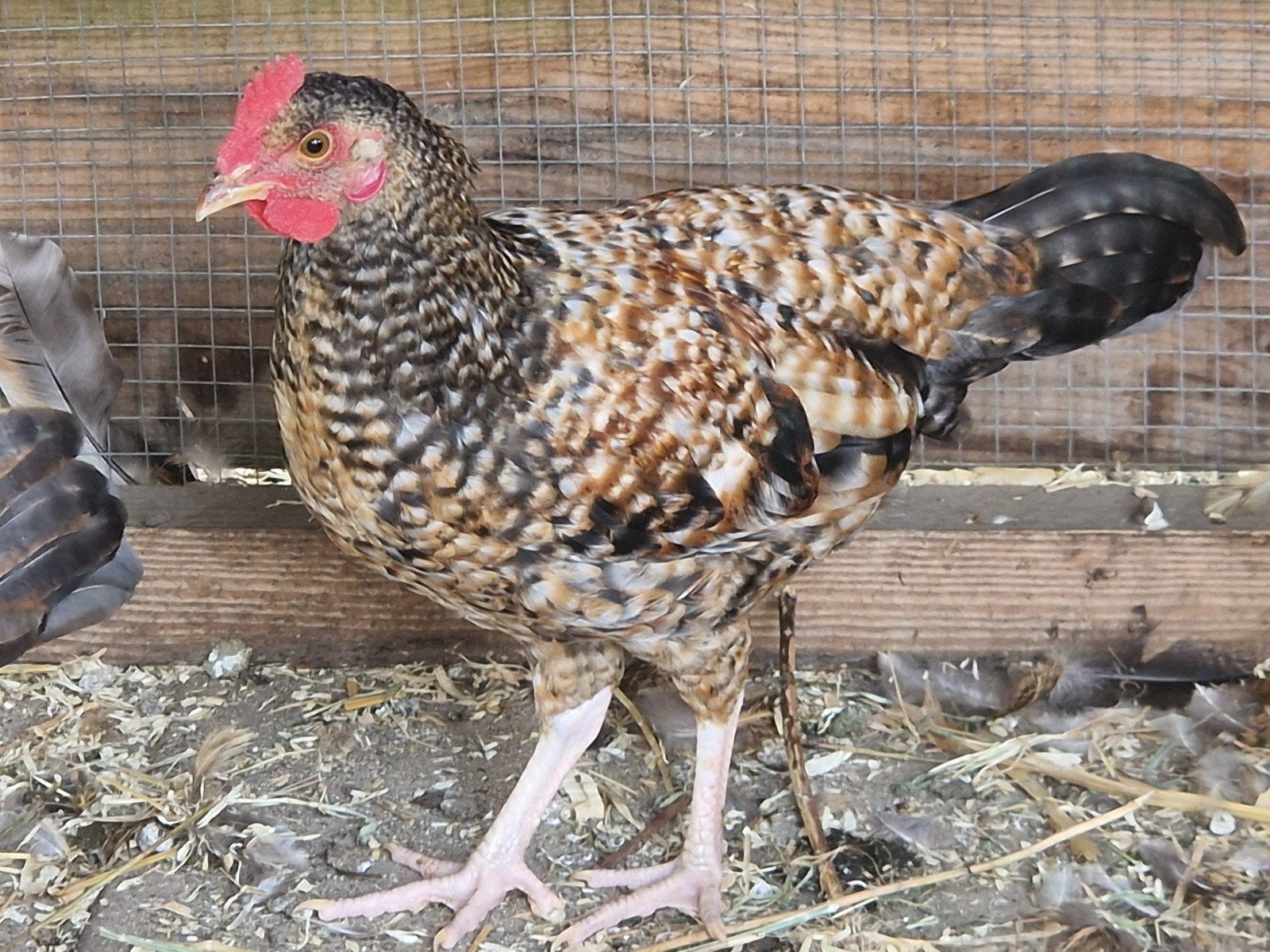 Haantje, Animaux & Accessoires, Volatiles
