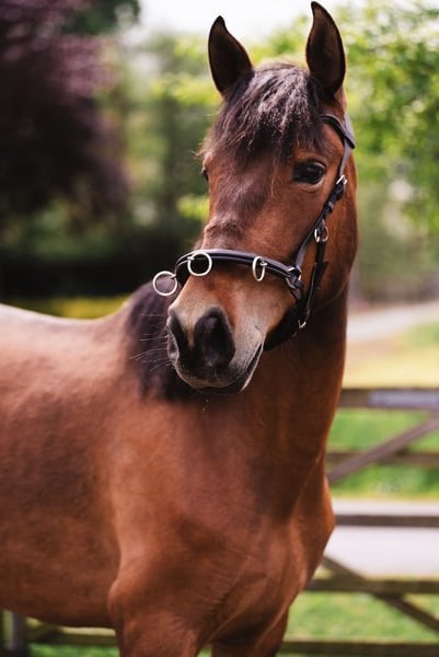 Unieke PRE 4 jaars, Dieren en Toebehoren, Merrie