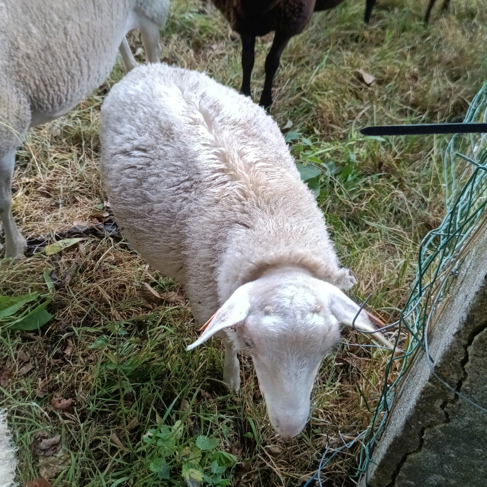 ramlam, Dieren en Toebehoren, Schapen, Geiten en Varkens, Mannelijk, Schaap, 0 tot 2 jaar