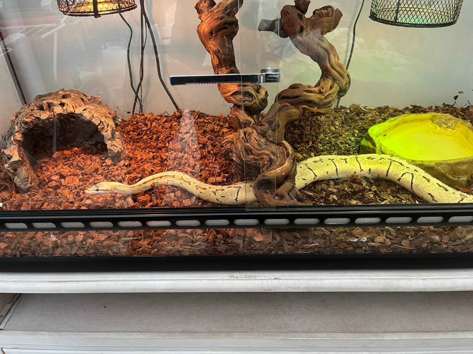 Koningspython pastel Ball Python - unknown for sale from Koi