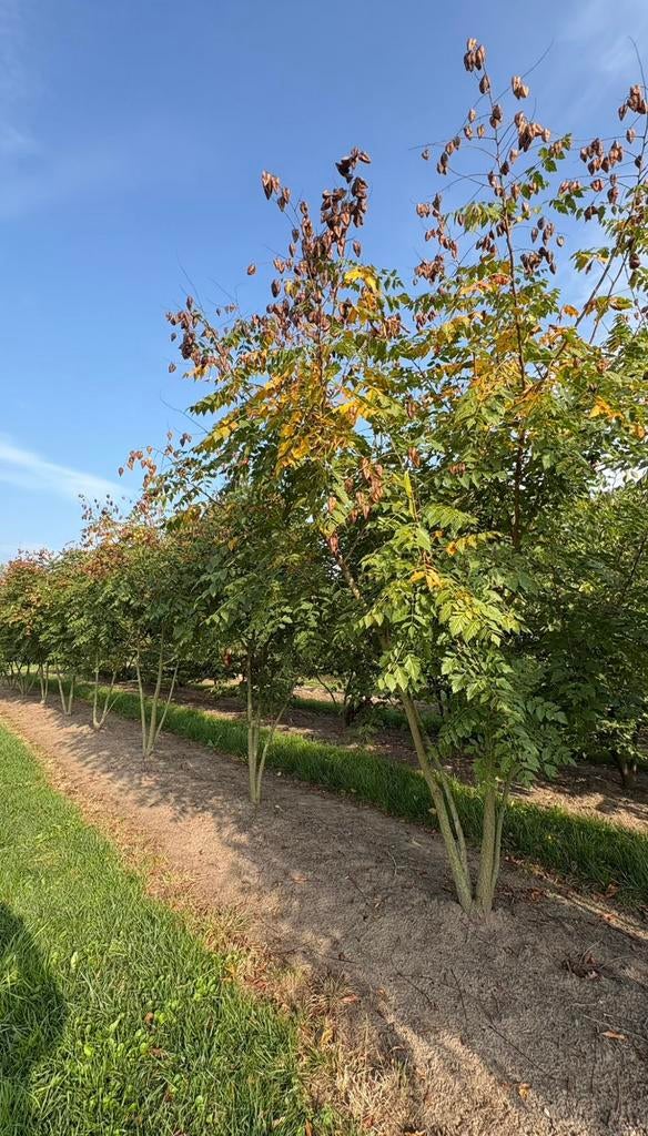 Koelreuteria paniculata | meerstammige bomen, Ophalen of Verzenden, Zomer