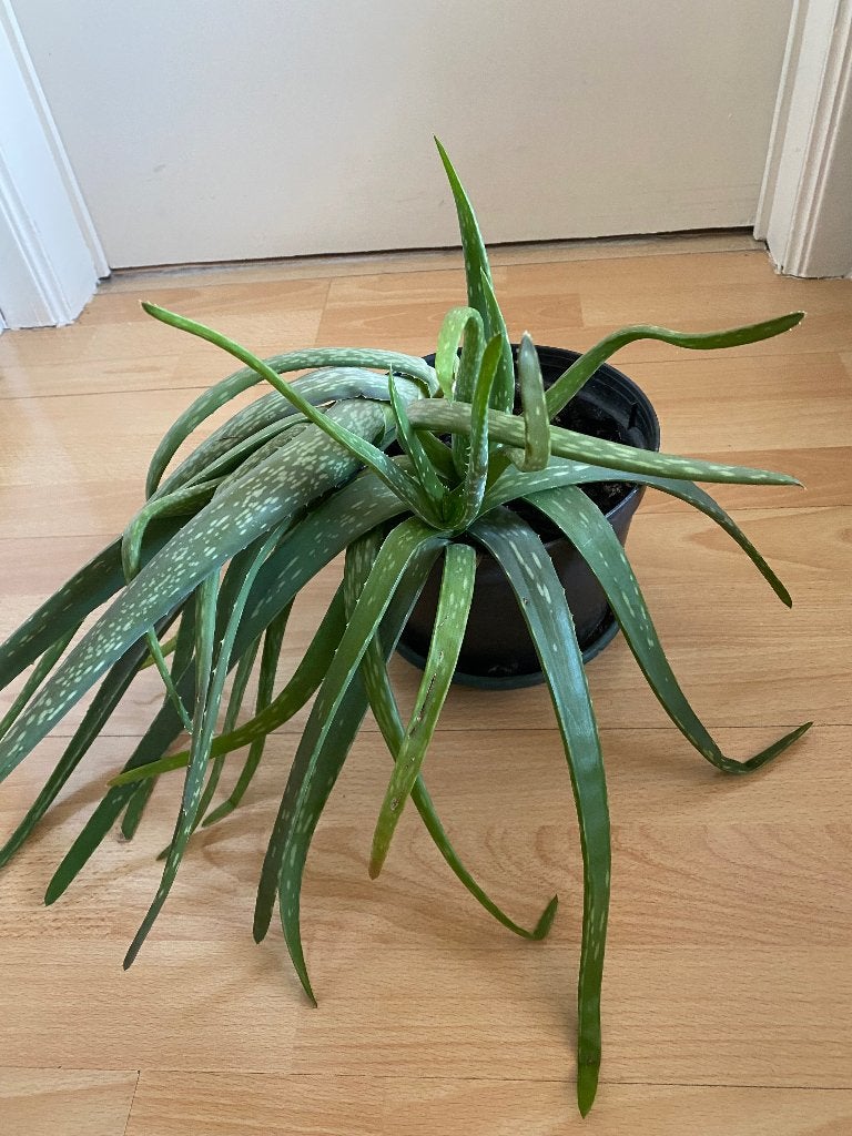 Plante Aloe vera, Jardin & Terrasse, Enlèvement, Plante fixe, Plein soleil