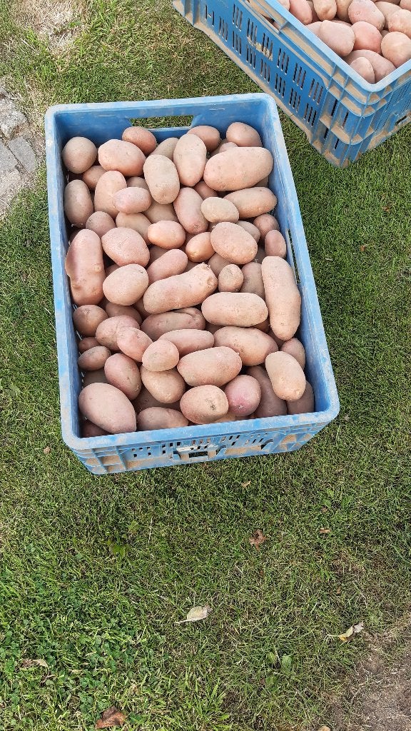 nieuwe aardappelen te koop, Zakelijke goederen, Ophalen