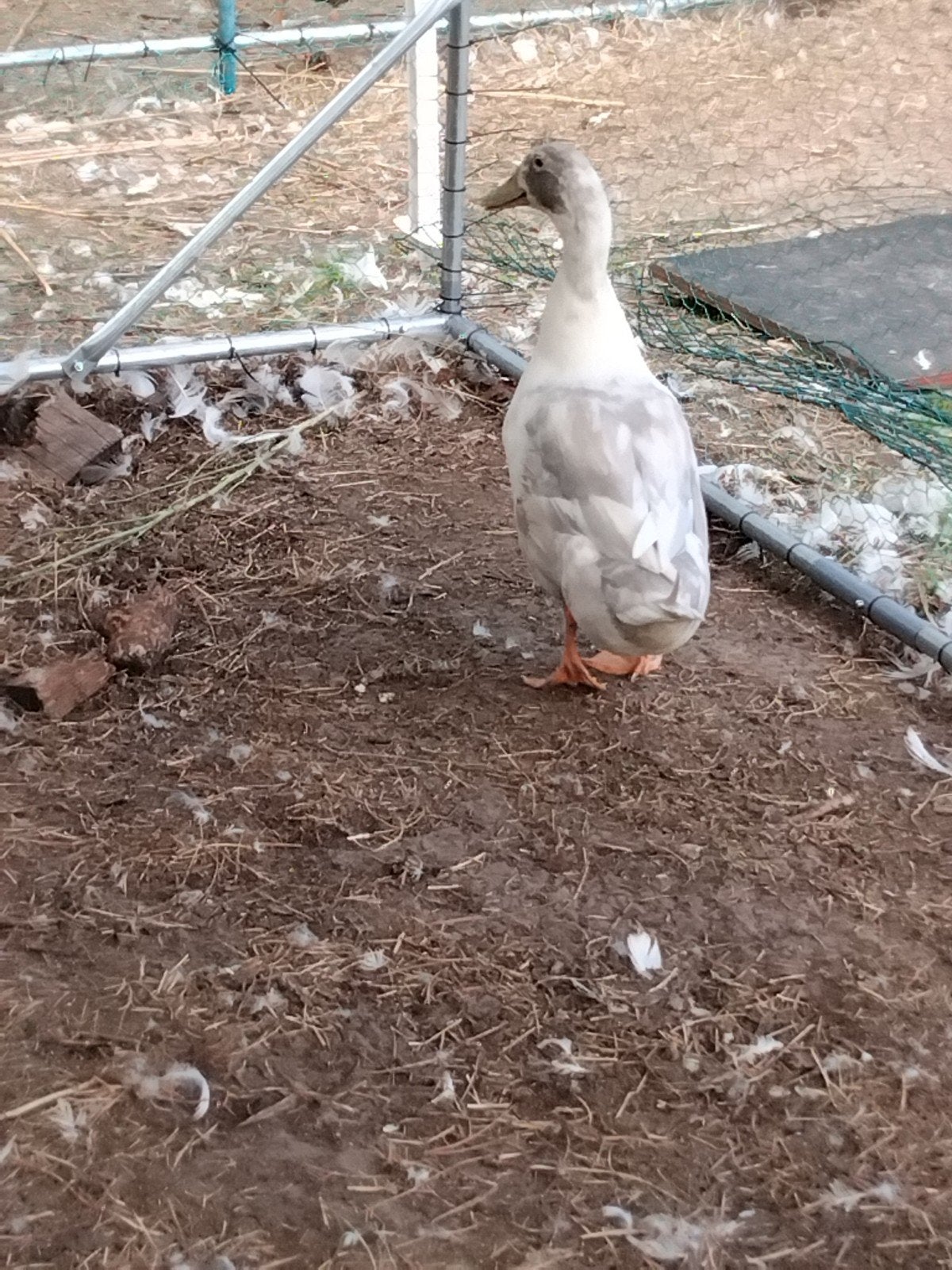 huttegemse loopeenden, Dieren en Toebehoren