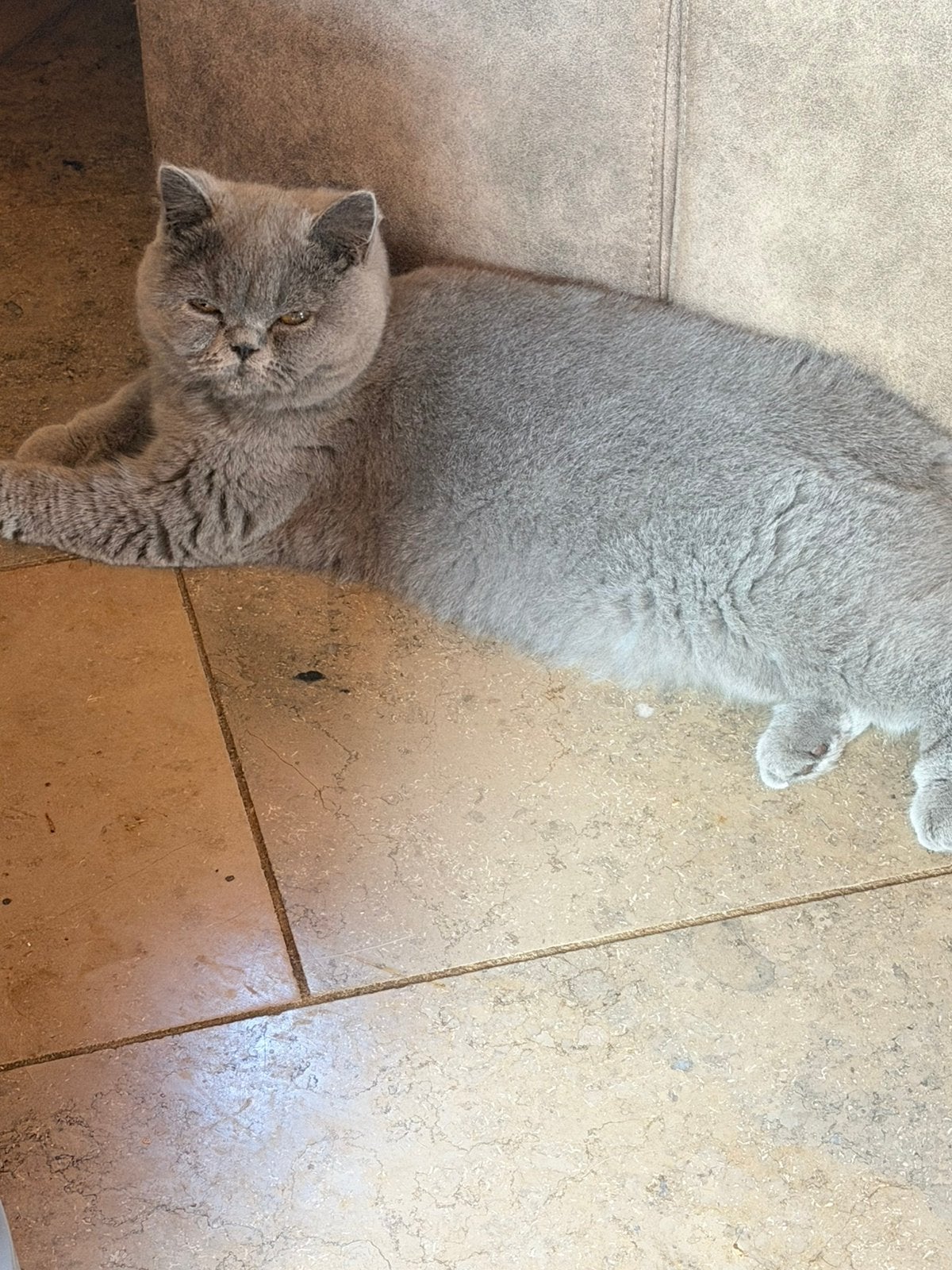 Brits korthaar, Dieren en Toebehoren, Katten en Kittens | Dekkaters, 0 tot 2 jaar