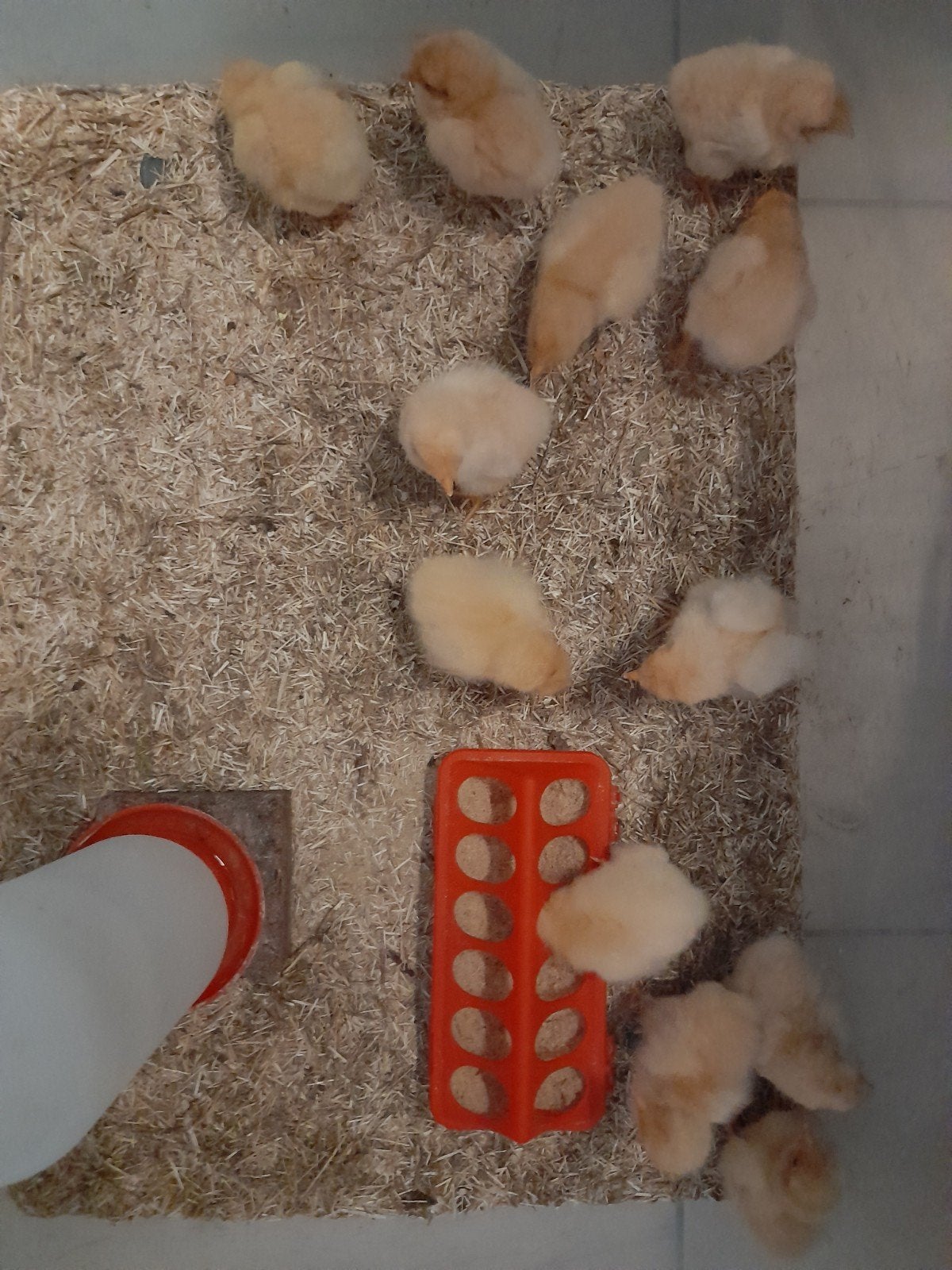 Poussins Orpington Buff, Sexe inconnu, Poule ou poulet