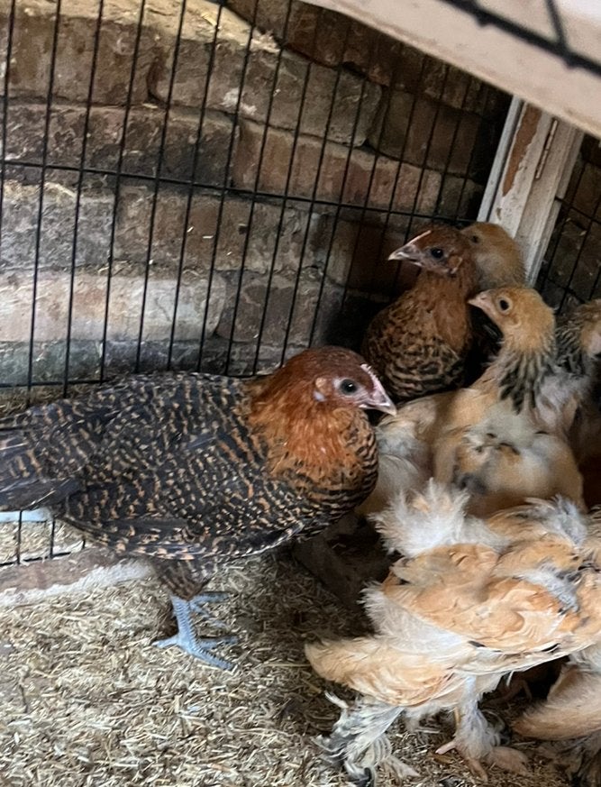 2 jonge hennetjes goudbrakel, Dieren en Toebehoren, Pluimvee