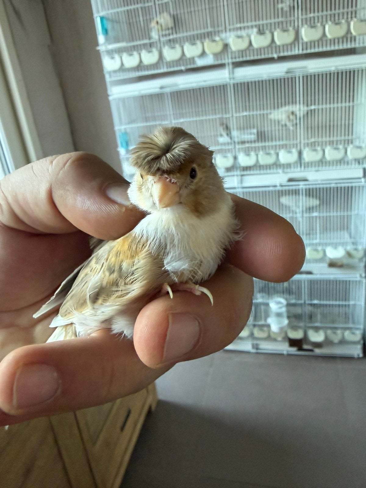Kanarie man, Dieren en Toebehoren