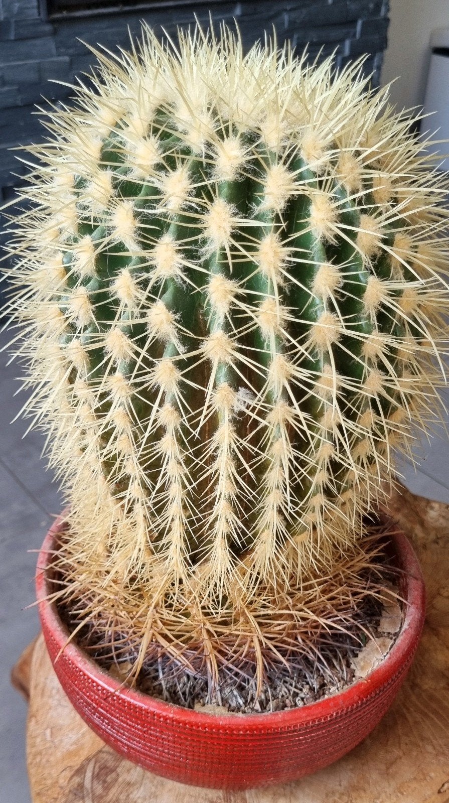 cactussen  te koop, Tuin en Terras, Ophalen