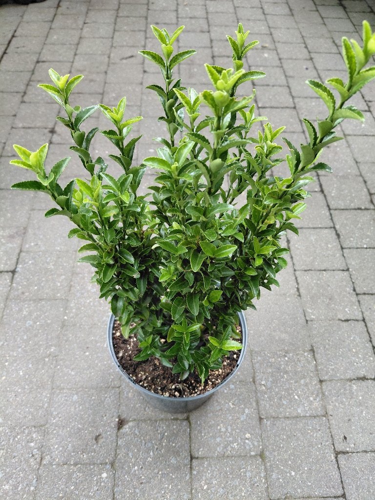 Euonymus Green Spire, Tuin en Terras, Ophalen