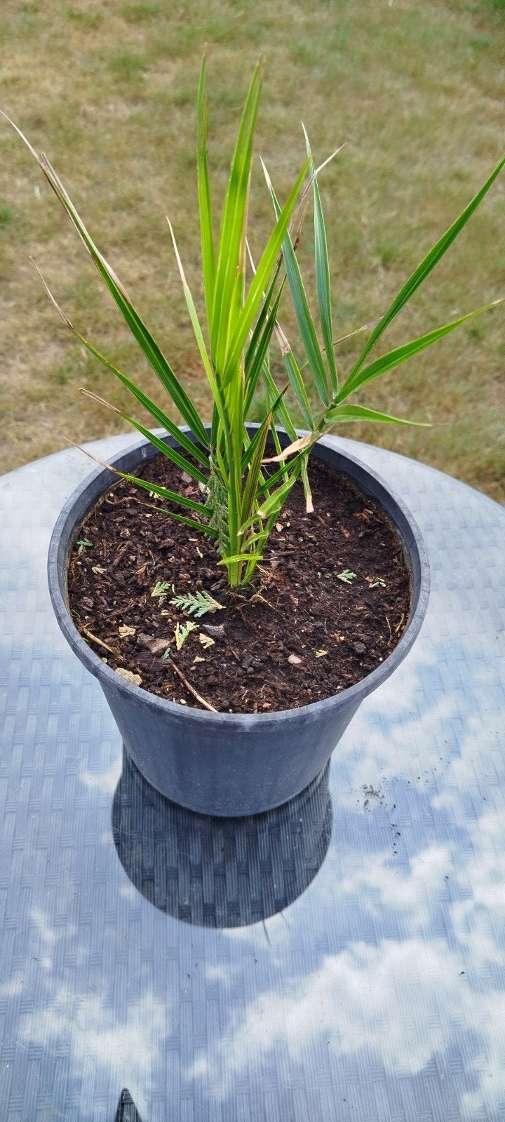 Palmboom Canarische dadelpalm, Ophalen