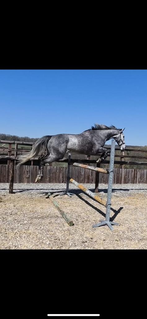 paard te koop, Dieren en Toebehoren, Paarden, Merrie, 170 tot 175 cm, 7 tot 10 jaar