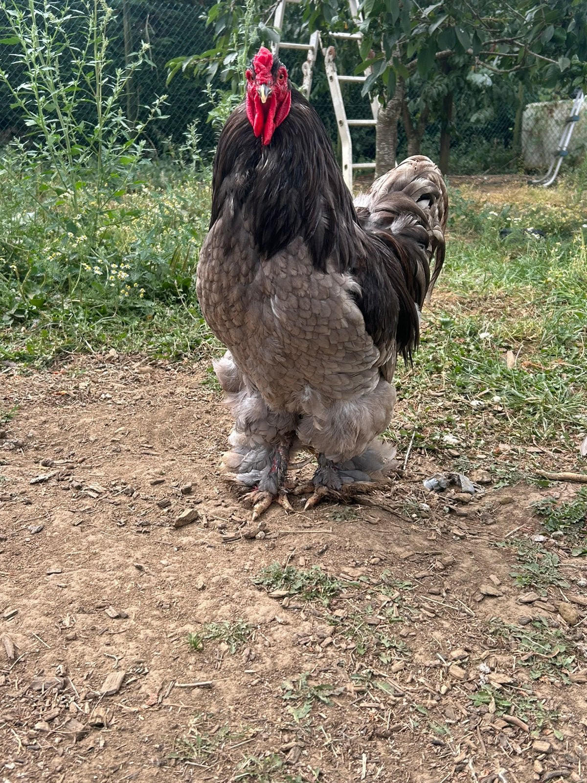 Toom Brahma blauw, Dieren en Toebehoren, Pluimvee