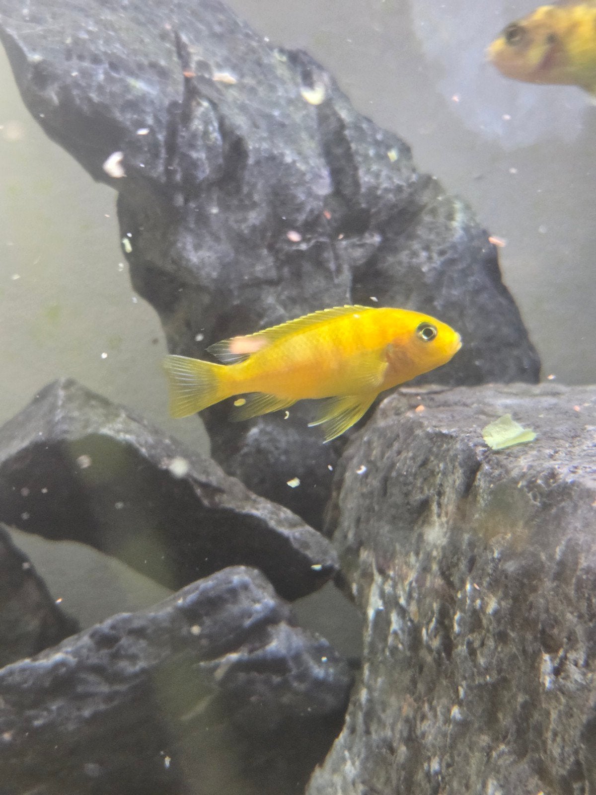 4 malawi cichliden te koop, Animaux & Accessoires, Poissons | Poissons d'aquarium