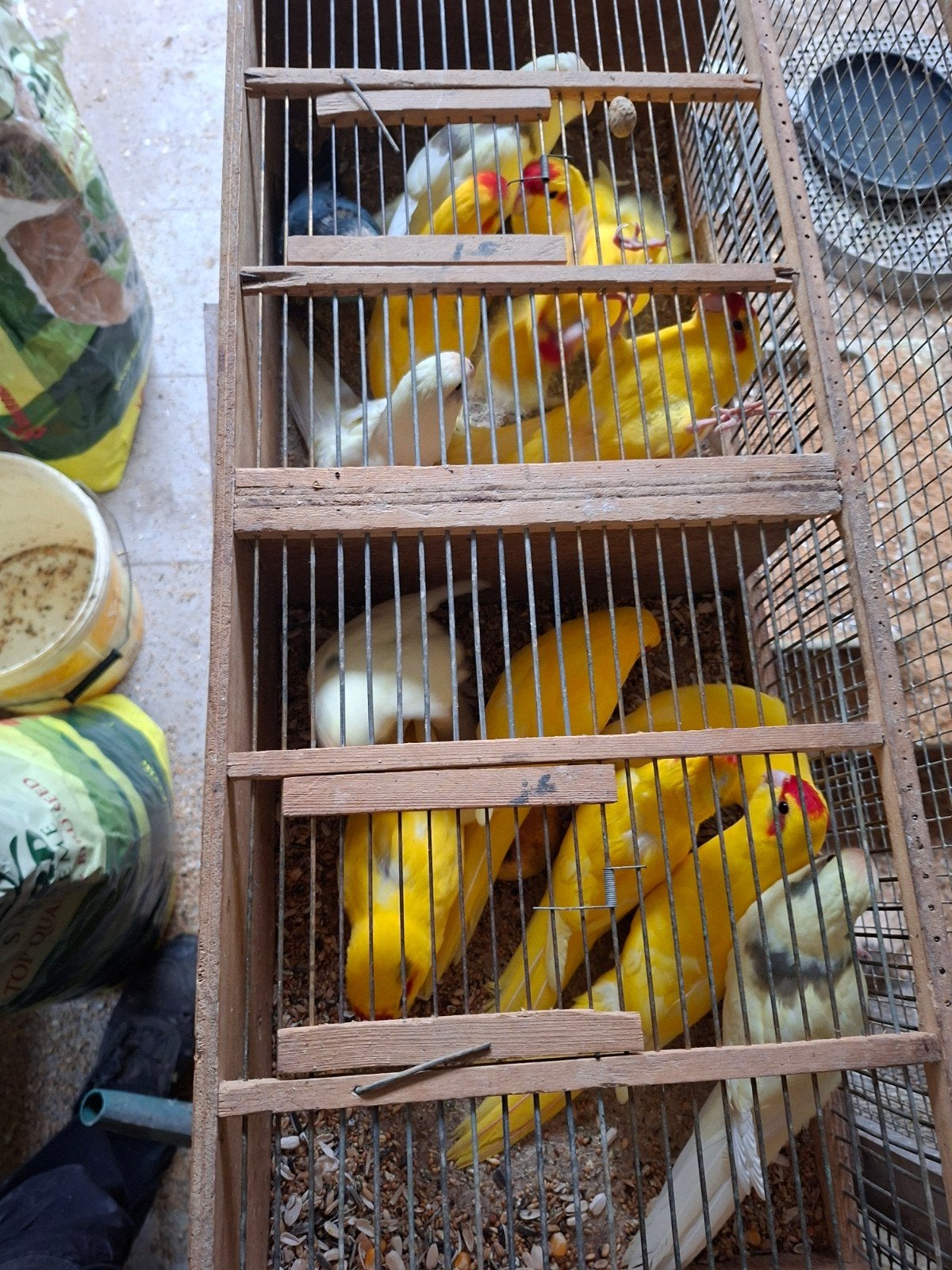 kakerikies alle kleuren  25 euro stuk 45 koppel