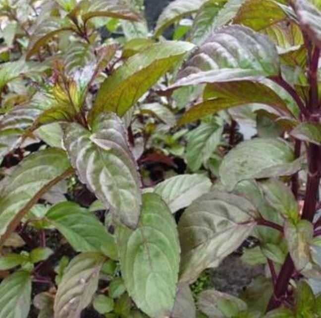 ca 100 Mentha aquatica, watermunt, palingkruid, Volle zon, Vaste plant, Winter, Ophalen