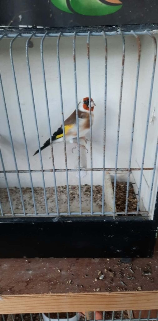 vogels, Dieren en Toebehoren, Geringd
