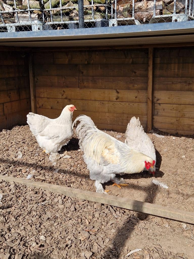 Broedeieren brahma isabel, Dieren en Toebehoren, Pluimvee
