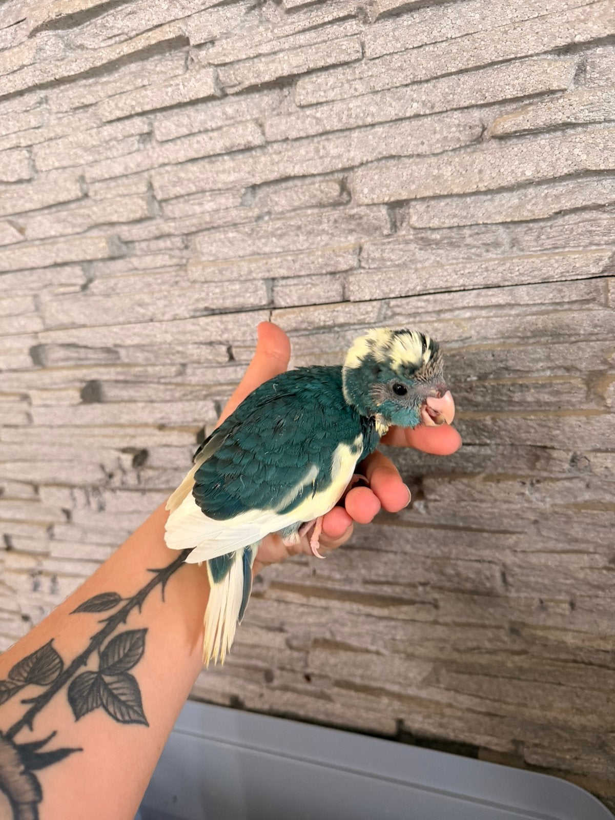 Kakariki, Sexe inconnu, Perroquet, Parleur