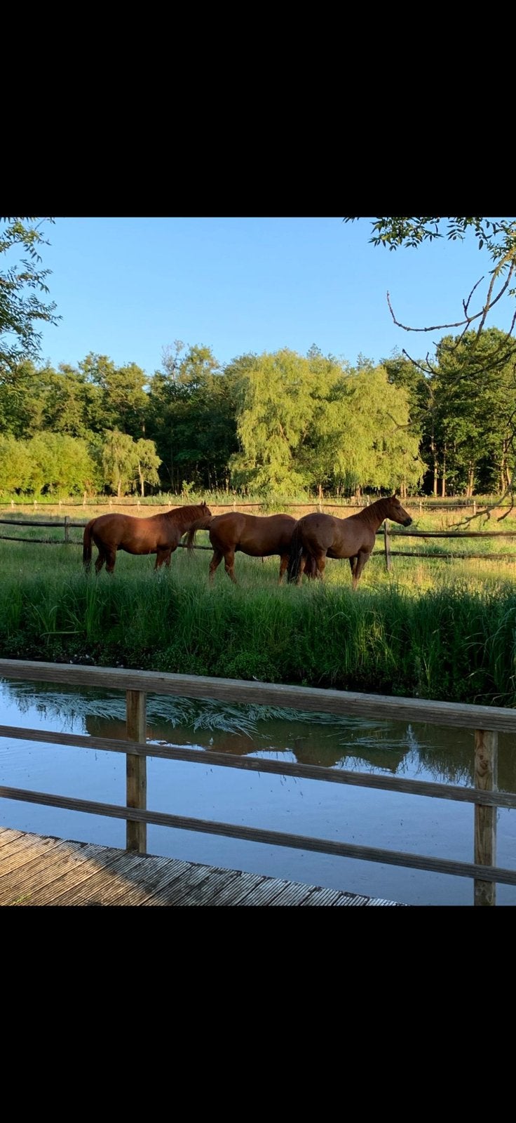 4 quarters  zoeken goede thuis aqha, Dieren en Toebehoren, Paarden, Minder dan 160 cm, Met stamboom, Ruin, Niet van toepassing