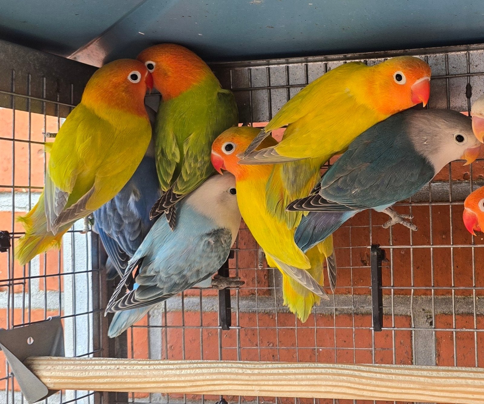 Fischeri jongen 2026, Dieren en Toebehoren, Vogels | Parkieten en Papegaaien, Meerdere dieren, Dwergpapegaai of Agapornis, Geringd