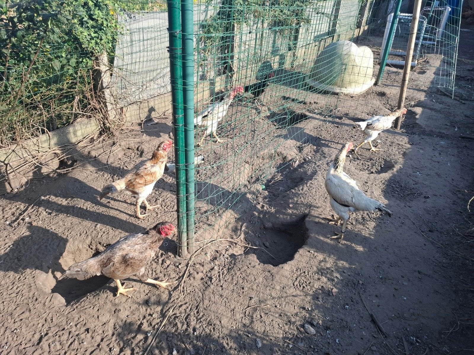 Shamo hennen te koop