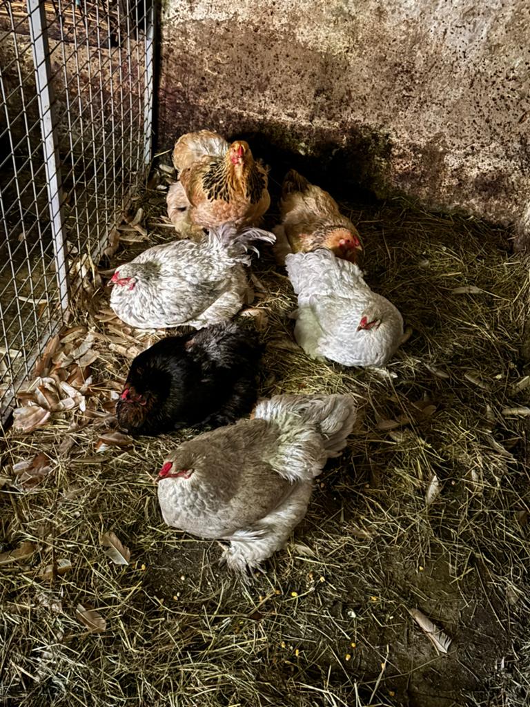 Brahma hennen, Plusieurs animaux, Poule ou poulet