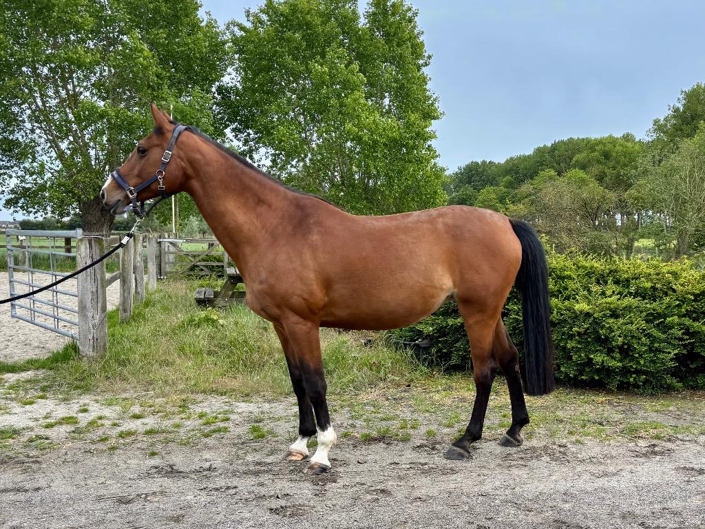 Chique merrie (fokkerij / recreatiepaard), Dieren en Toebehoren, Paarden, Merrie, Niet van toepassing, 170 tot 175 cm, 7 tot 10 jaar
