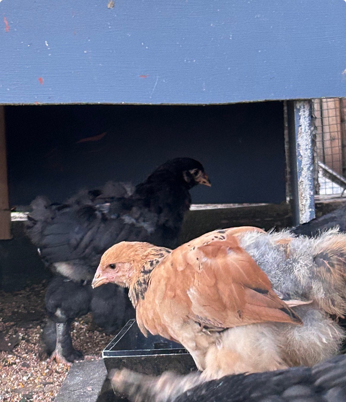 Poussins Brahma de différentes couleurs, Plusieurs animaux, Poule ou poulet