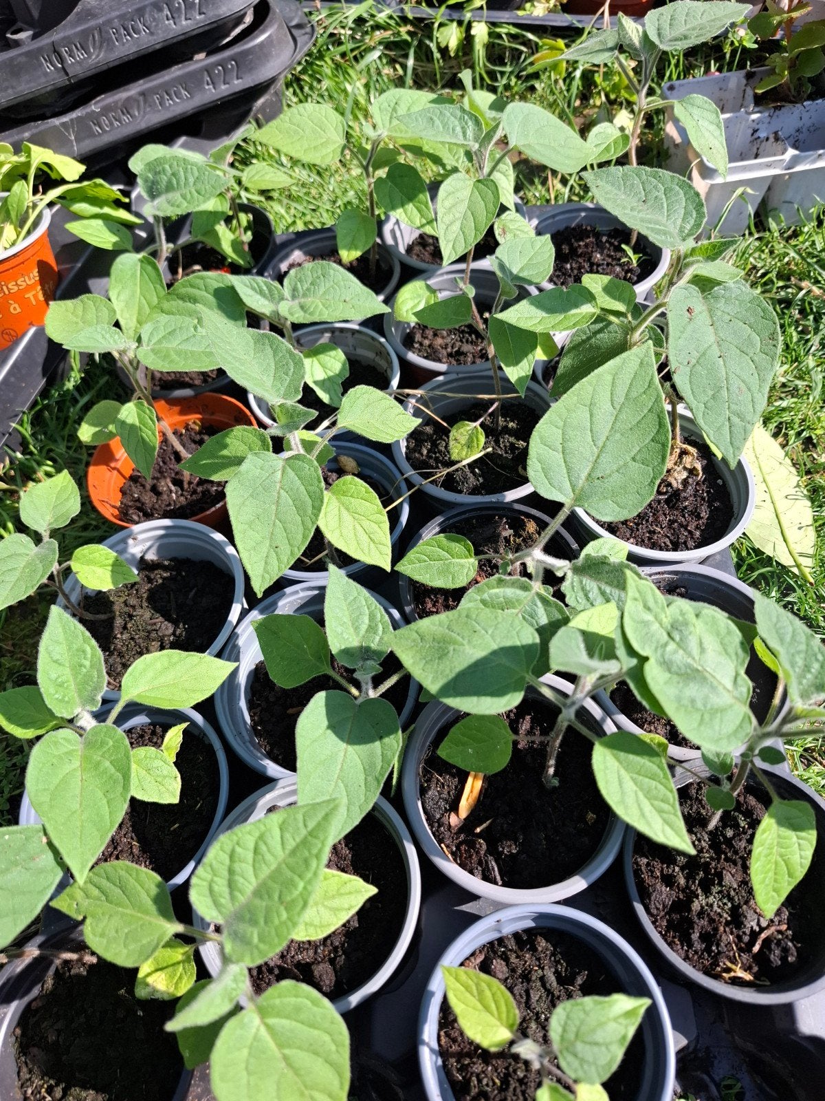 Plants de légumes bio 1€/plant, Enlèvement
