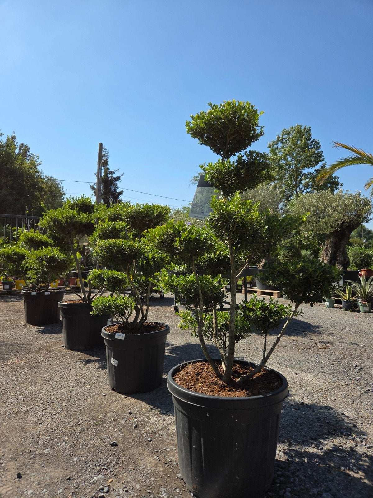 Ilex Green Crenata Bonsai, Ophalen