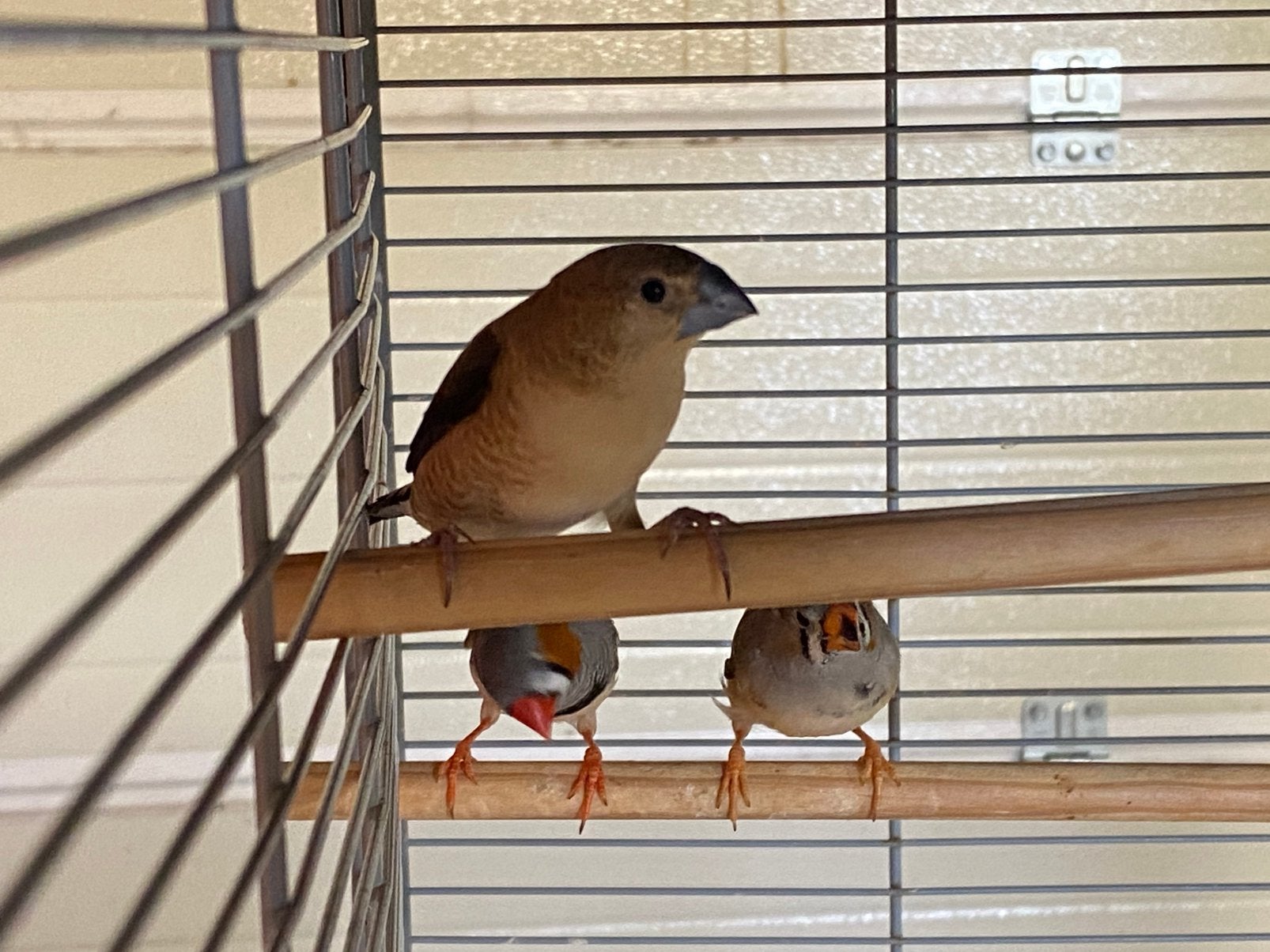 Loodbekjes te koop kweek 2025 2026, Meerdere dieren