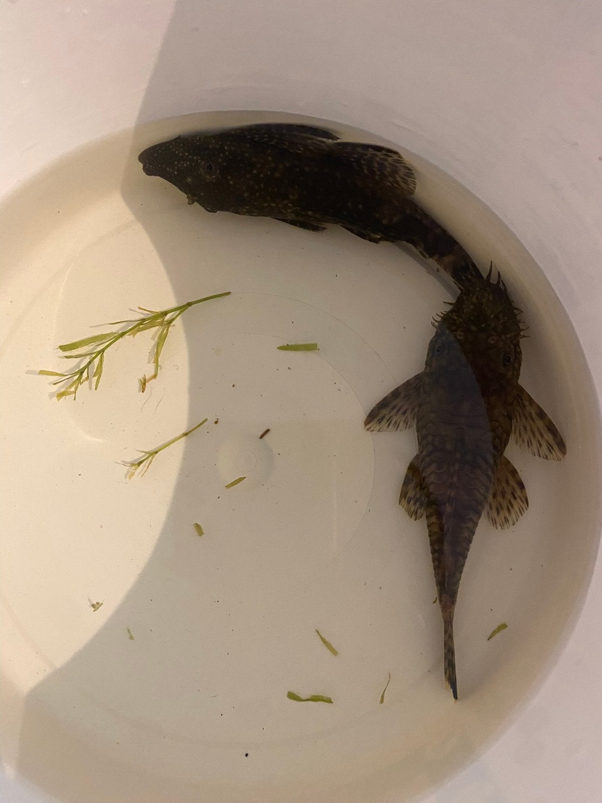 Koppel ancistrussen, Dieren en Toebehoren, Vissen | Aquariumvissen, Vis, Zoetwatervis