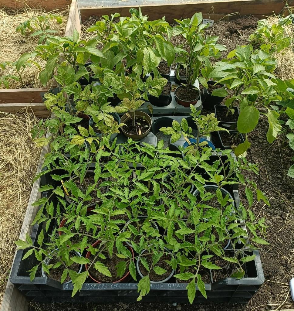 San Marzano plants tomates, Tuin en Terras, Ophalen