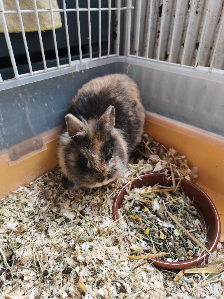 Konijn, Dieren en Toebehoren, Konijnen, Geslacht onbekend, Klein, 0 tot 2 jaar