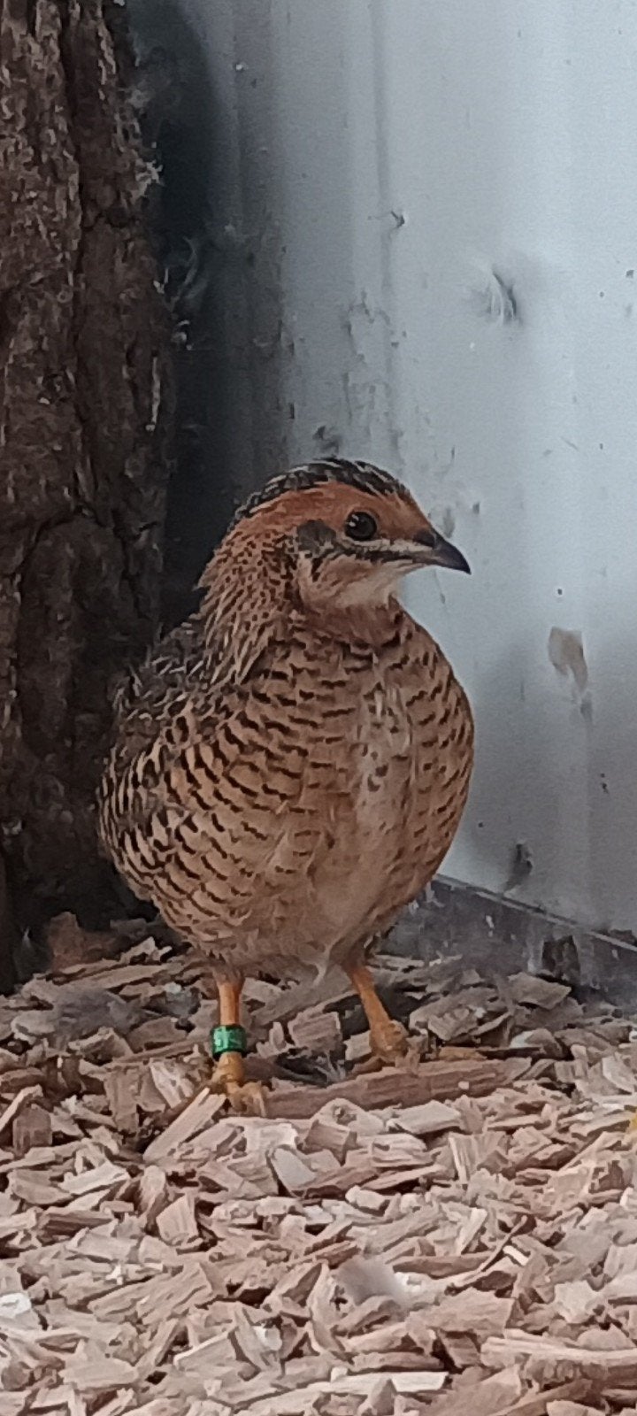 Chinese dwergkwartel, Dieren en Toebehoren, Vrouwelijk, Tropenvogel, Geringd