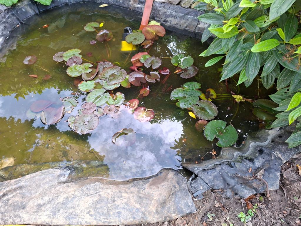 Een mooie Goshiki koikarper van 45 cm lang mag weg, Tuin en Terras, Vijvers, Ophalen