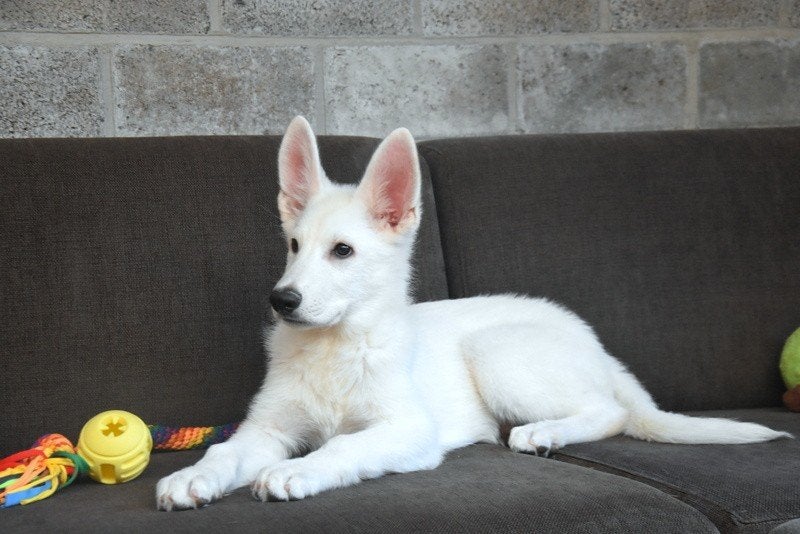 Chiots Swiss White Shepherd, Plusieurs, Hépatite contagieuse (maladie de Rubarth), Belgique, Berger