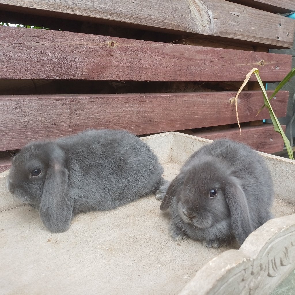 2 nederlandse dwerghangoor x minilop, Dwerg, Hangoor