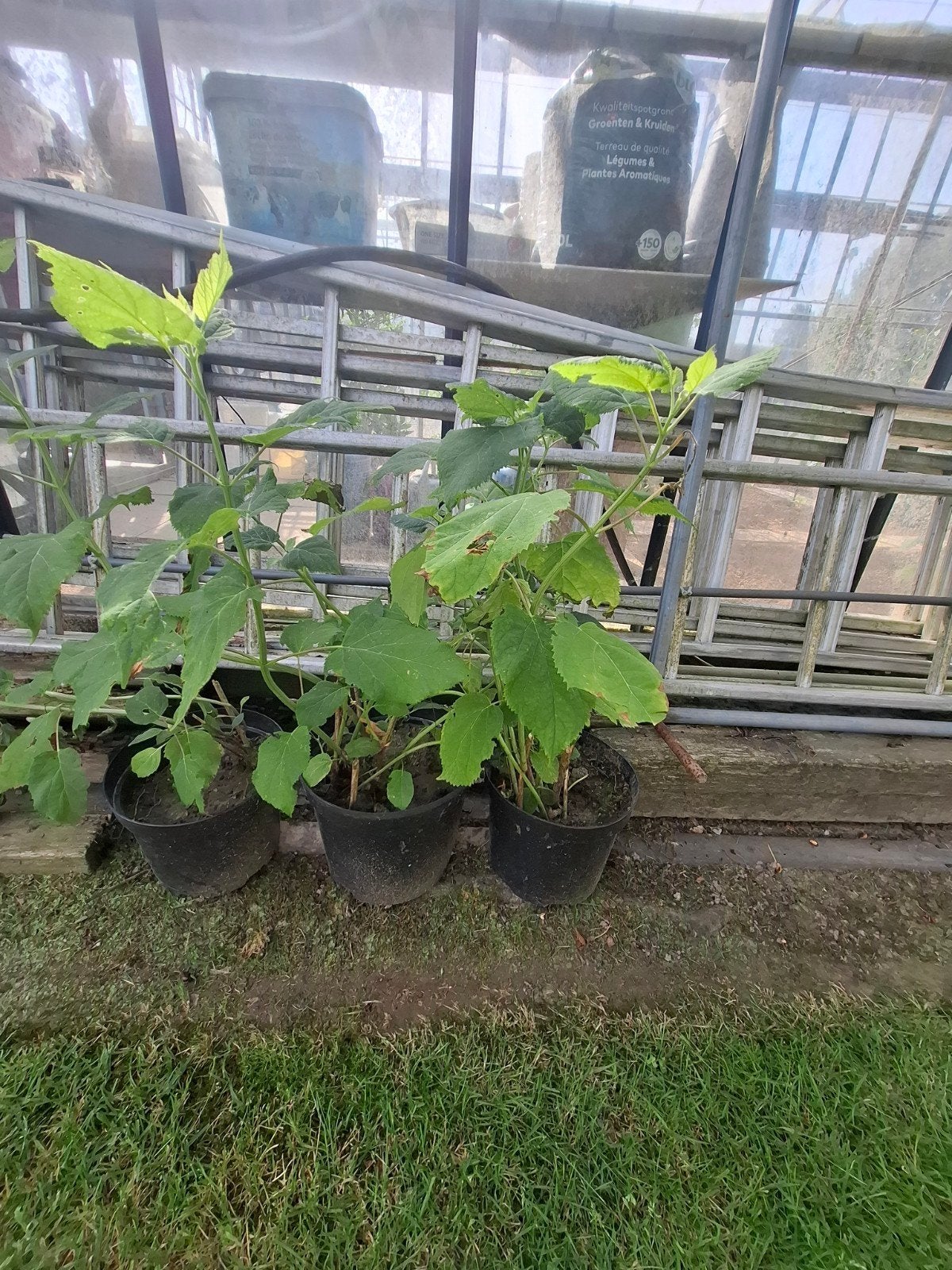 Witte annabels, Tuin en Terras, Planten | Bomen, Ophalen, Zomer, Halfschaduw, Minder dan 100 cm