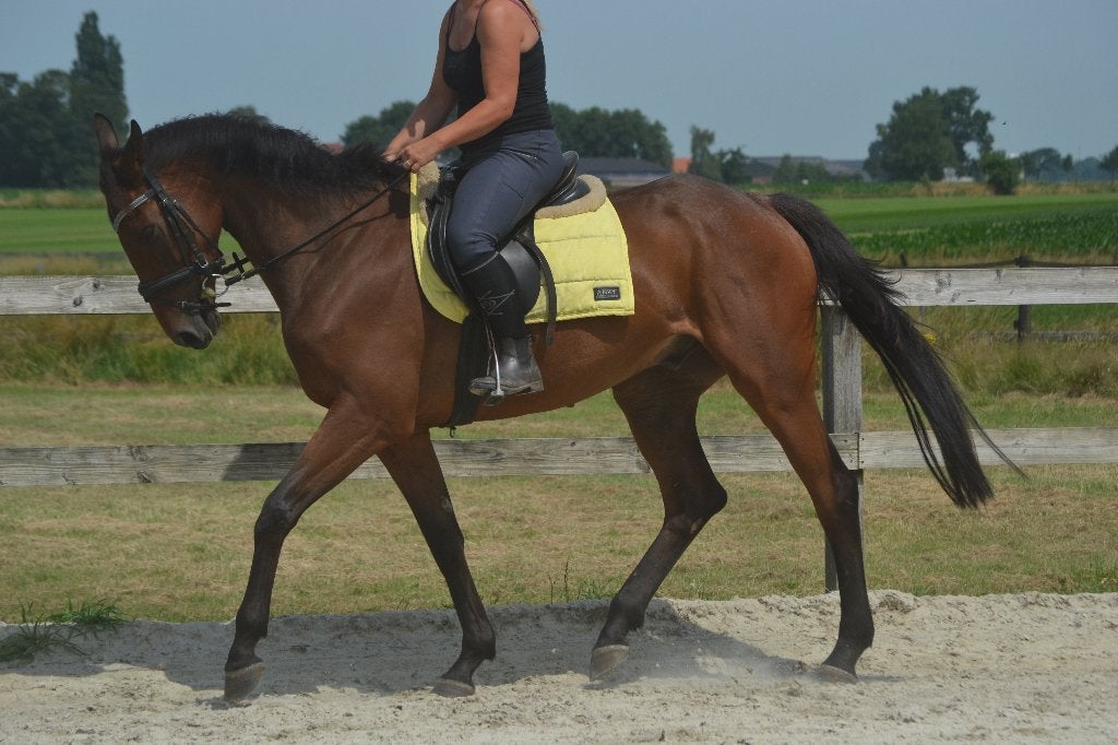 Lieve makkelijke ruin, B, Hongre, 160 à 165 cm, Cheval de récréation