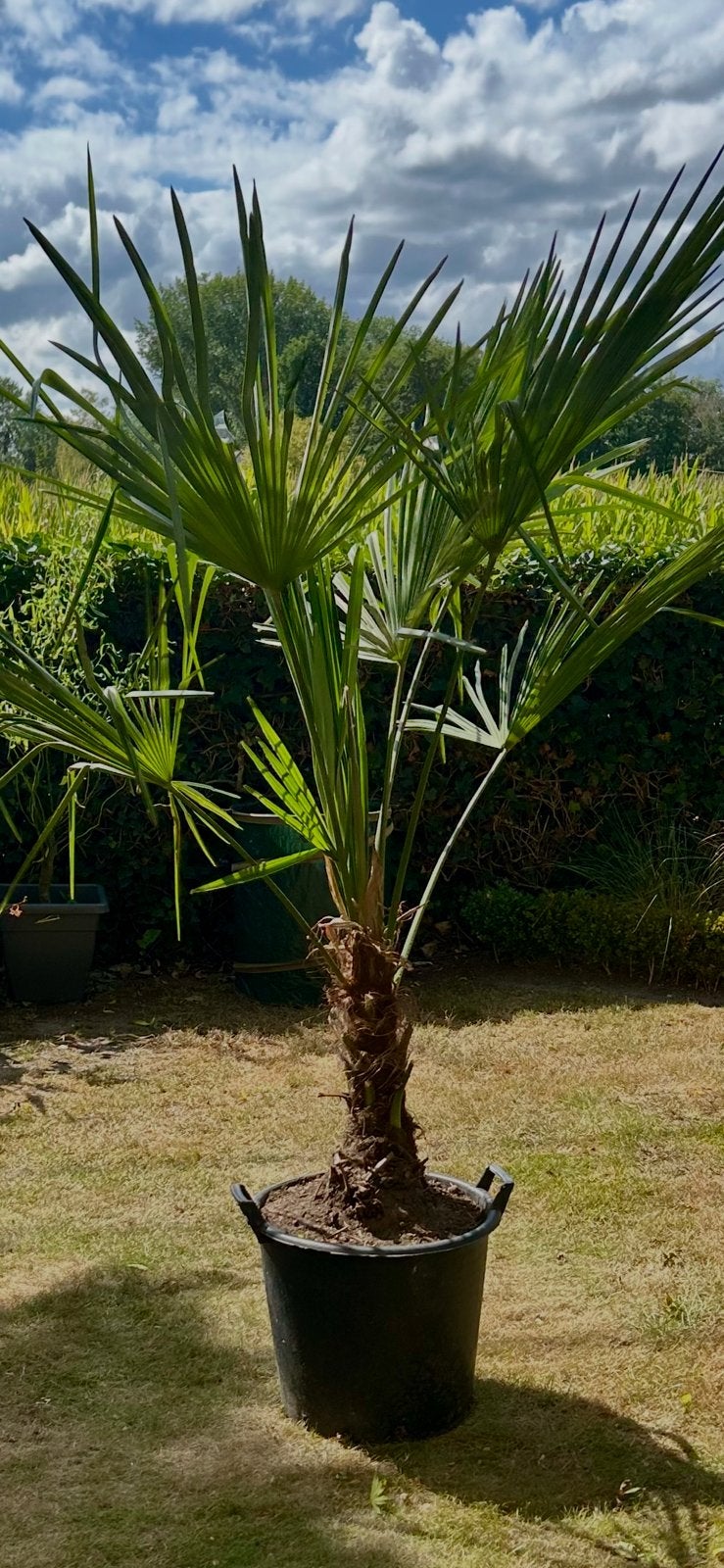 Résistant à l'hiver contre le trachycarpus, Enlèvement, Palmier