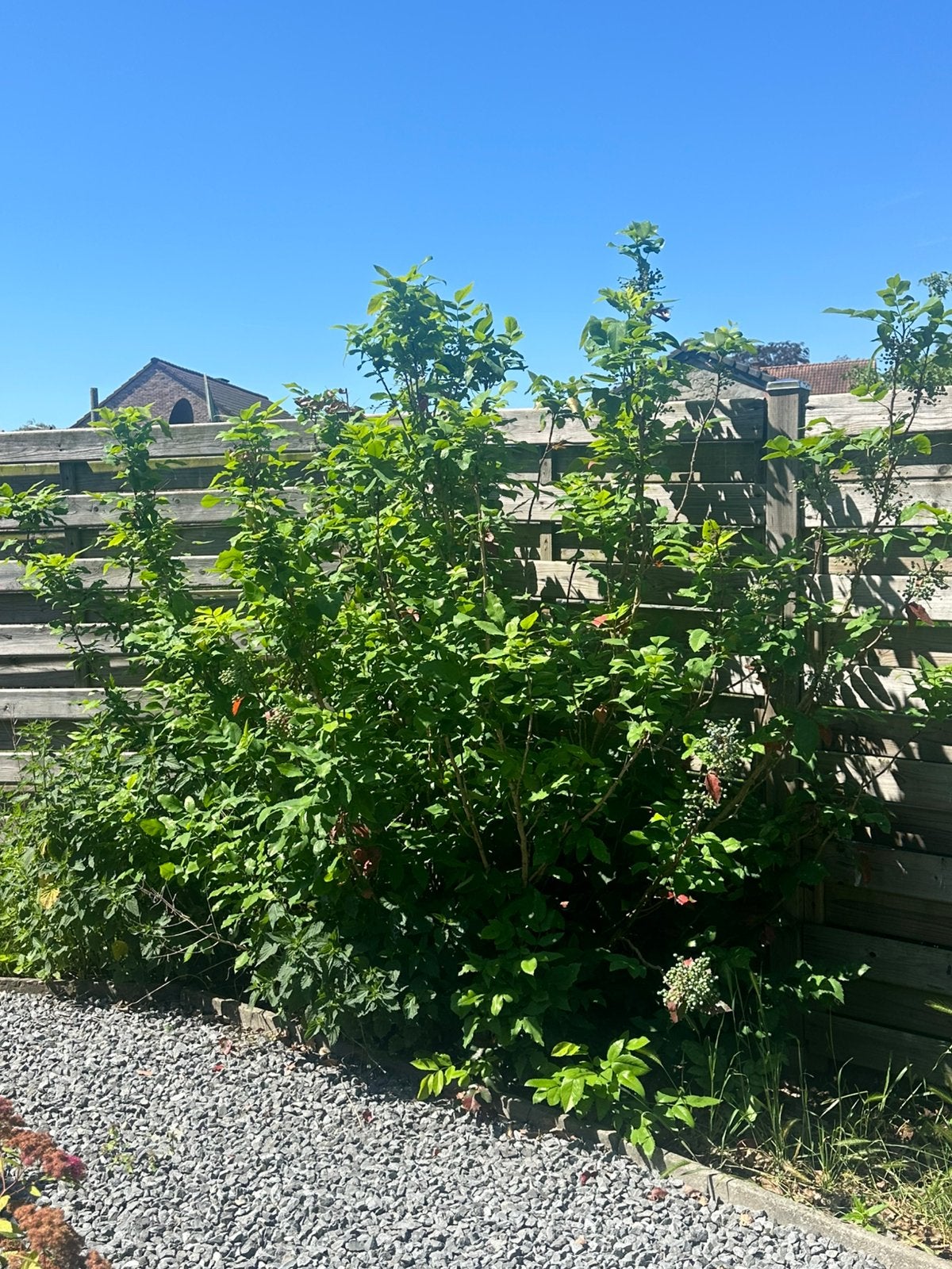 Struiken rozemarijn en laurier en meer, Jardin & Terrasse, Plantes | Arbustes & Haies, Enlèvement, Laurier